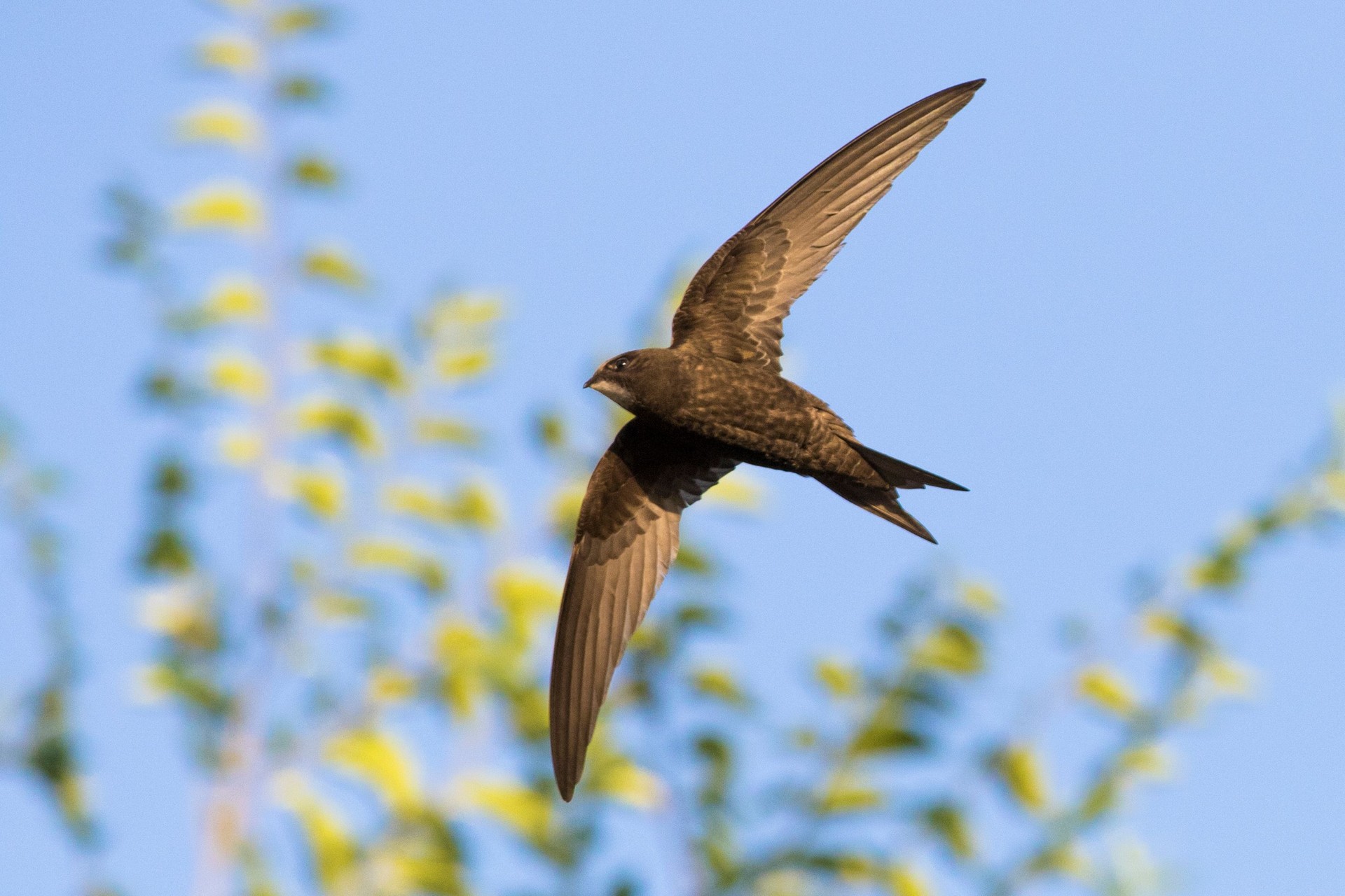 common swift in flight
